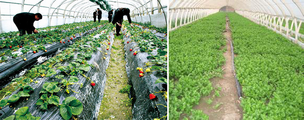 安邦電伴熱帶保溫技術(shù)應用于西安大棚蔬菜管道防凍(圖1)